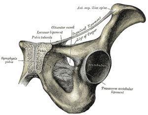 inguinal ligament attachment